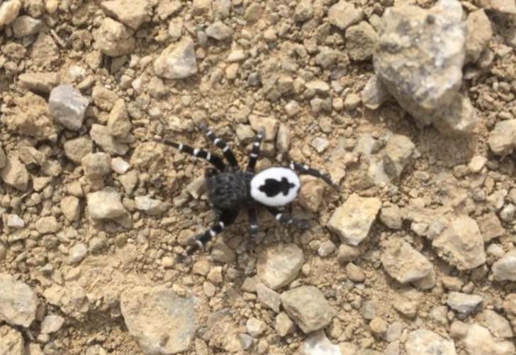 Tunceli'de henüz keşfedilmemiş türde örümcek görüldü! Isırması halinde...