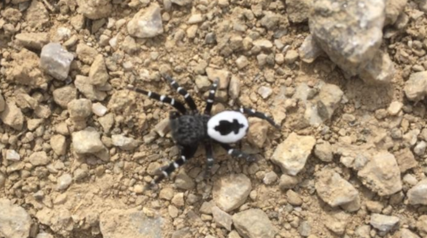 Tunceli'de henüz keşfedilmemiş türde örümcek görüldü! Isırması halinde...