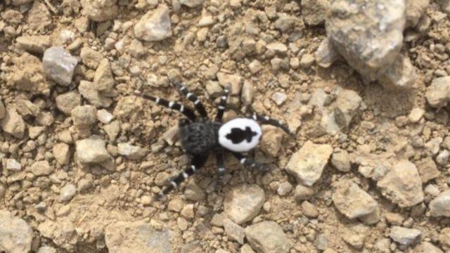 Tunceli'de henüz keşfedilmemiş türde örümcek görüldü! Isırması halinde...