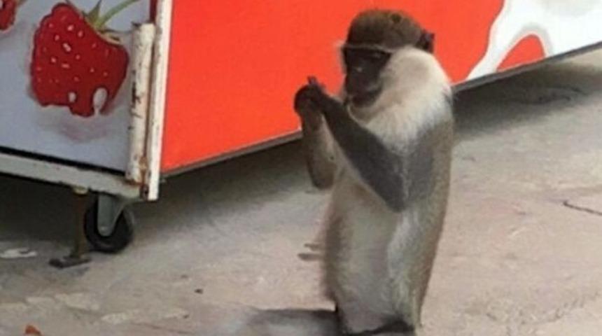 Mahallelinin korkulu rüyası ‘maymun’ yakalandı