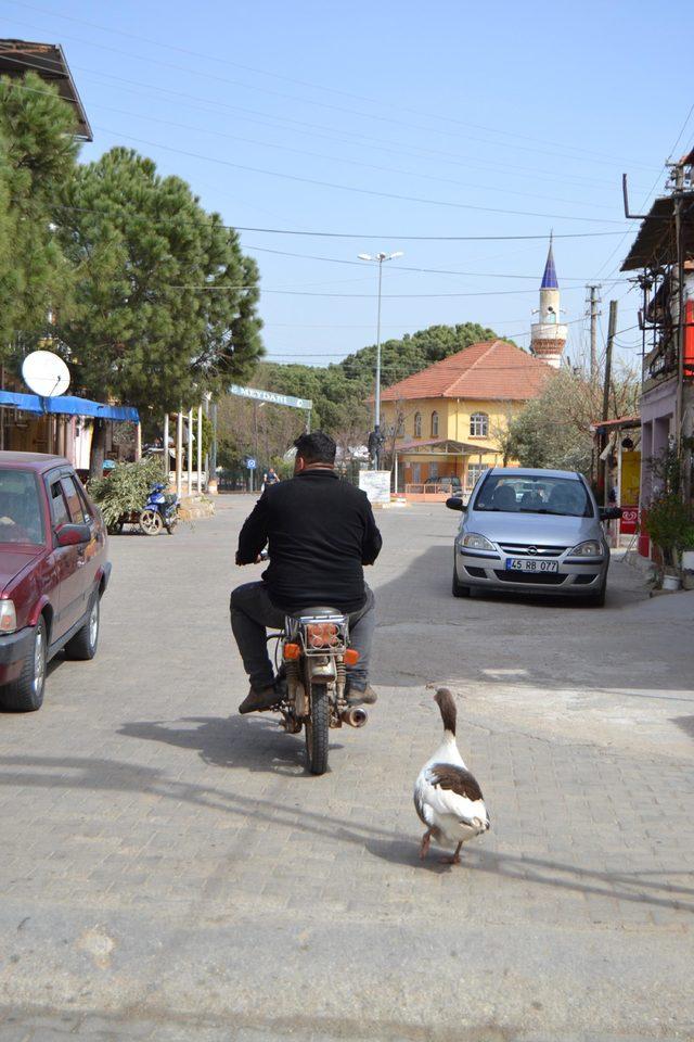 kesmek-icin-aldigi-kaz-pesinden-ayrilmiyor_2492_dhaphoto15