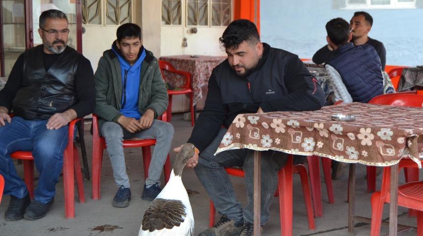 Neye niyet, neye kısmet! 'Paşa' adlı kaz ile sahibinin ilişkisi şaşkına çeviriyor