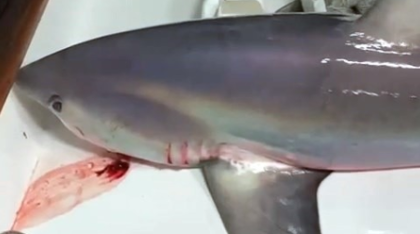 Çanakkale'de oltaya köpek balığı takıldı! Tekneye bir saatte çıkarıldı
