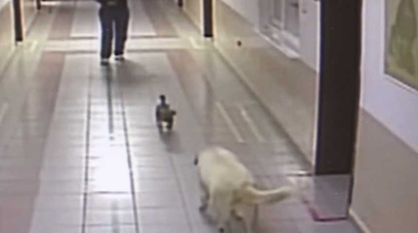 Bursa'da duygulandıran anlar! Yavrusunu takip edip 2 saat hastane kapısında bekledi