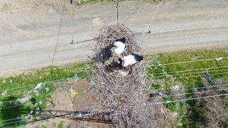 Deprem de yıksa 60 yıldır değişmedi! Leylekler yine aynı yere yuva yaptı