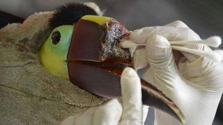 Gagası kırılan tukan kuşuna protez gaga