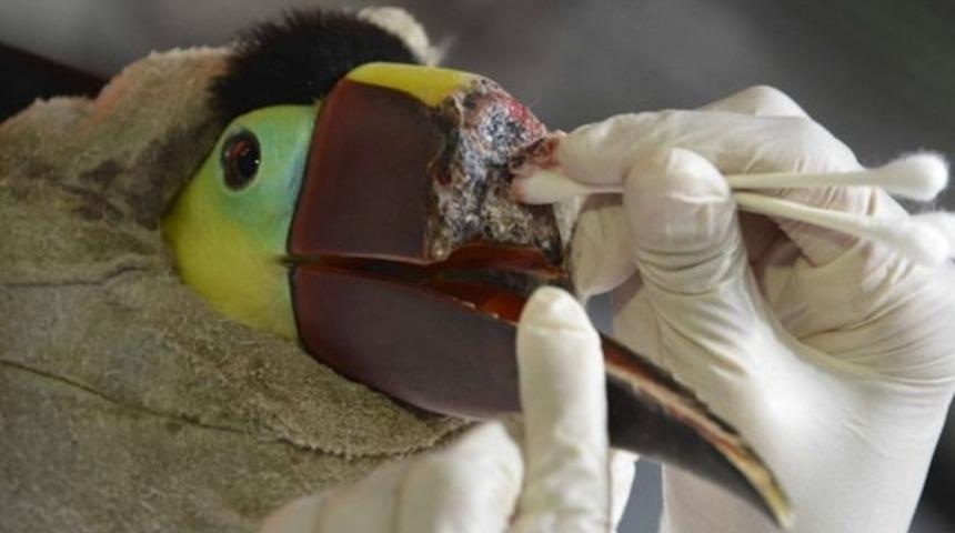 Gagası kırılan tukan kuşuna protez gaga