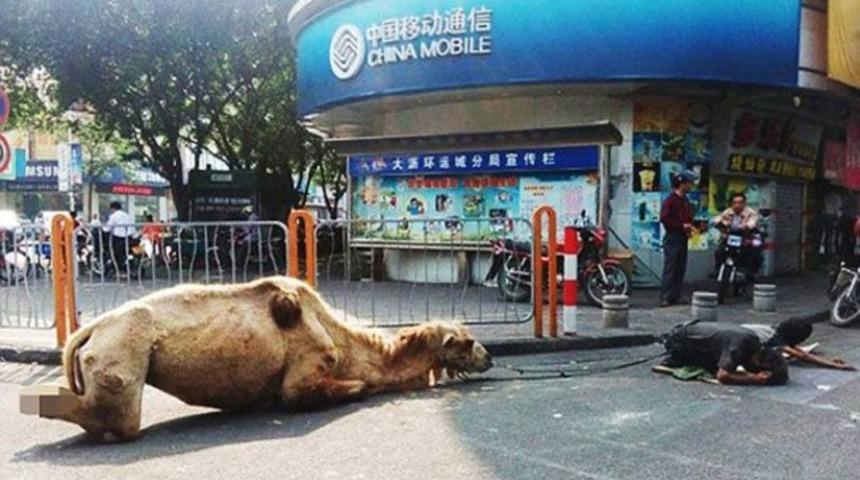 Dilenmek için bunu da yaptılar