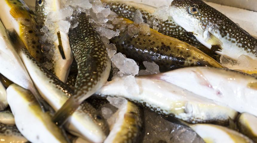 İnanılmaz derecede zehirli! Felç edebilir, hatta öldürebilir