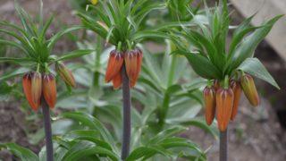 Şırnak’ta yılın ilk ‘ters laleleri’ açtı, koparana 70 bin lira ceza! Sadece 20 gün yaşıyor