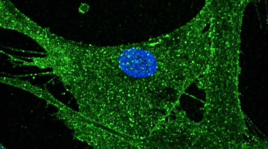 Bilim d&uuml;nyası bu haberi konuşuyor! 30 yıl gen&ccedil;leşti