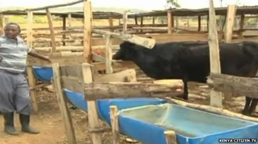 İnek kuzuyu yer mi?