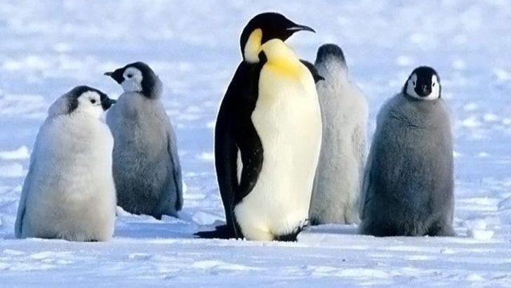 "Buzlu yolda penguenler gibi hareket edin"