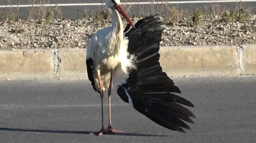 Kanadı kırılmış, göç yolculuğu yarım kalmıştı! Bahar leylek 2 ay tedavi görecek