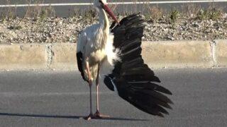 Kanadı kırılmış, göç yolculuğu yarım kalmıştı! Bahar leylek 2 ay tedavi görecek