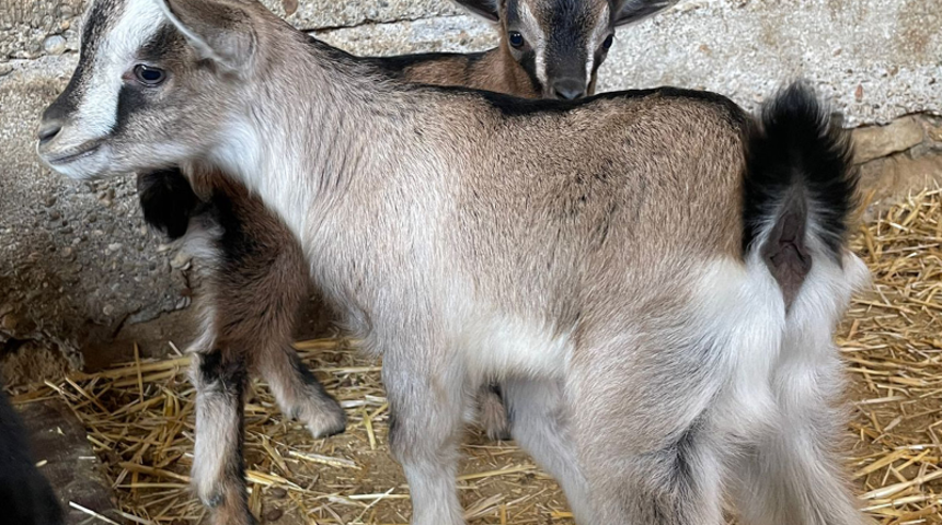 'Hastalarına ve zevk adamlarına cüce keçi' yazdı, adı hayvan tacizcisine çıktı! 