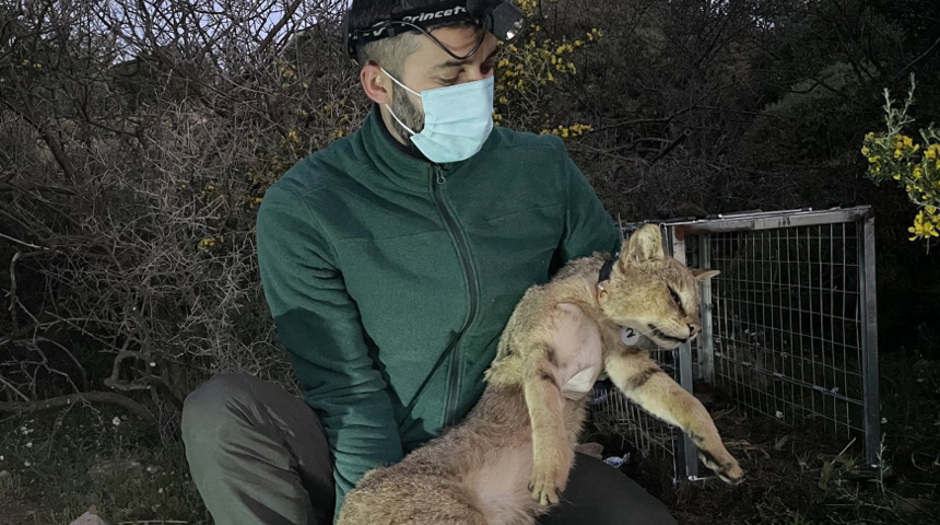 Takip edilecek! T&uuml;rkiye'de ikinci uydu vericili saz kedisi 'Ser&ccedil;in' oldu