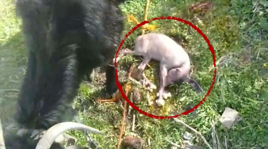 "Alnının ortasında..." Bu keçiyi görenler gözlerine inanamadı! "İlk defa böyle bir şeye şahit oldum"