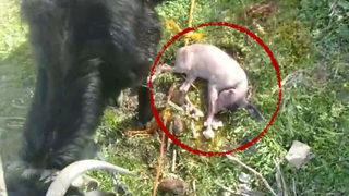 Alnının ortasında... Bu keçiyi görenler gözlerine inanamadı! İlk defa böyle bir şeye şahit oldum