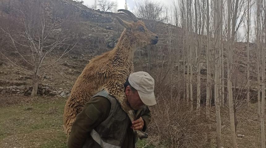 Hasta yaban keçisini sırtına alıp 3 kilometre taşıdı! Fahri av müfettişinden alkışlanacak hareket