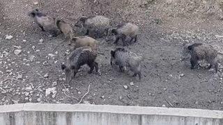 İstanbul'un göbeğine domuz sürüsü indi! O anlar kamerada