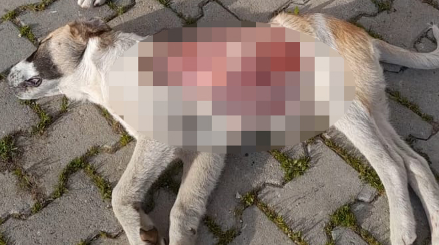 Yer: Edirne! Yavru köpek derisi yüzülmüş halde bulundu... Yanından ayrılmadılar