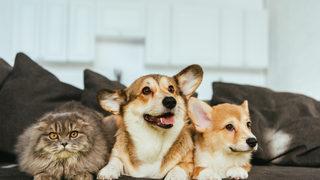 Amazon'da en çok satan ve memnun kalınan evcil hayvan ürünleri