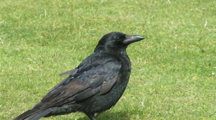 Besle kargayı, al hediyeyi