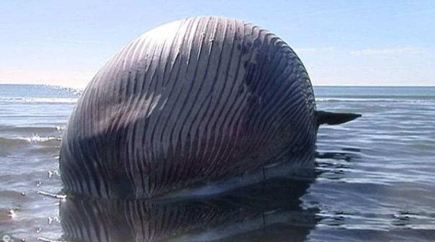 Kıyıya vuran balina her an patlayabilir