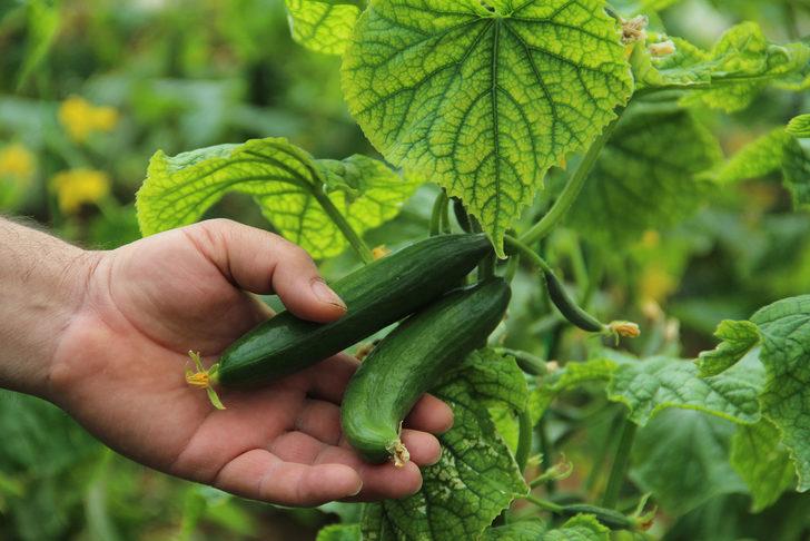 Meyve ve sebze fiyatları için tarih verildi! 20 güne kadar... G2
