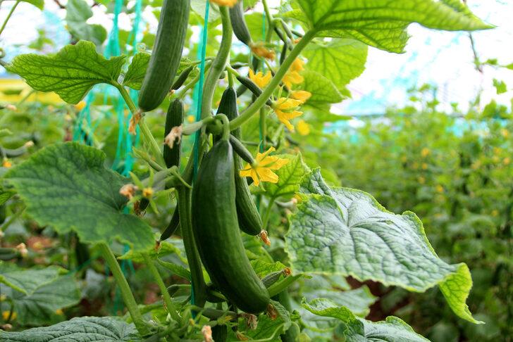 Meyve ve sebze fiyatları için tarih verildi! 20 güne kadar... G1
