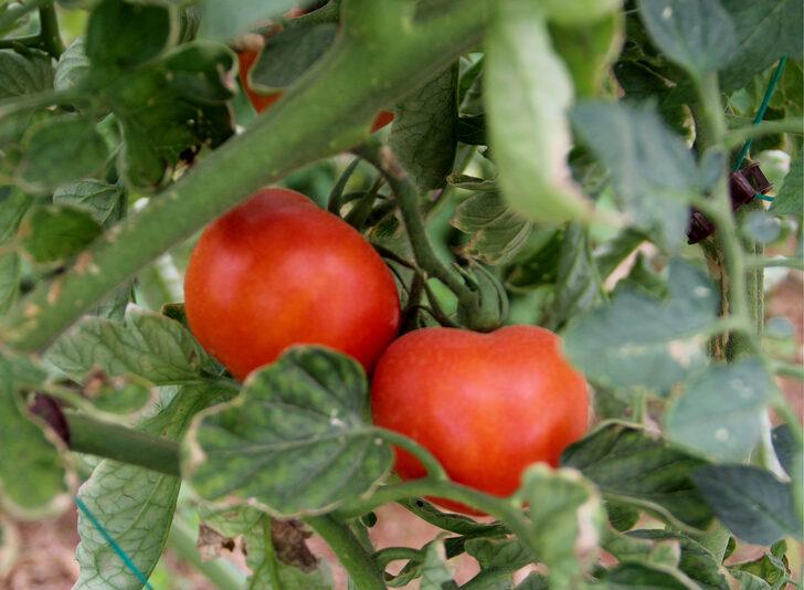 Meyve ve sebze fiyatları için tarih verildi! 20 güne kadar... G4
