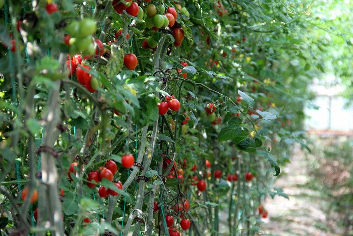 Meyve ve sebze fiyatları için tarih verildi! 20 güne kadar... G5