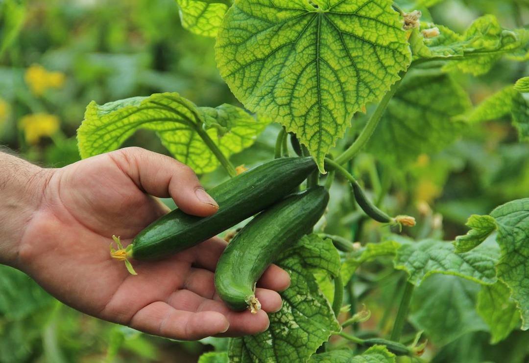 Meyve ve sebze fiyatları i&ccedil;in tarih verildi! 20 g&uuml;ne kadar...