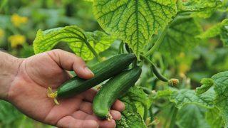 Meyve ve sebze fiyatları için tarih verildi! 20 güne kadar...