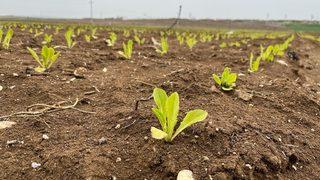 Geçtiğimiz yıl 2 liraya kimse almıyordu! Marul fiyatlarına rekor zam geldi