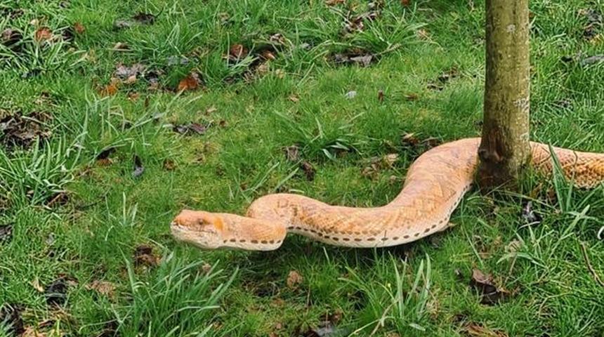 Dev yılan, dev kaos!