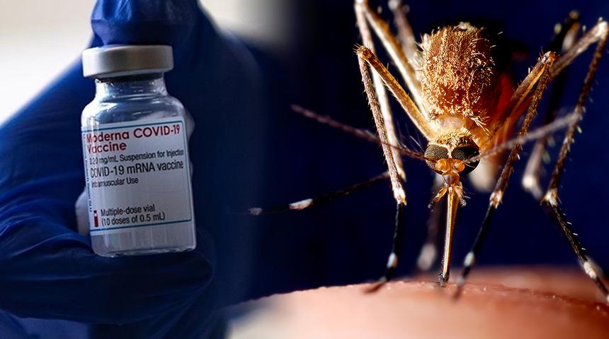 Ülke bu olayı konuşuyor! Koronavirüs aşısı şişesinden sivrisinek çıktı