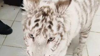 İstanbul'da kaçak hayvan operasyonu!  Hepsi yasadışı yollarla sokuldu