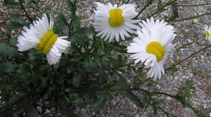 Fukuşima'da korkutan görüntü