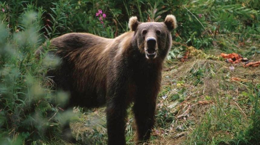 Kanada'da uyurken ayı saldırısına uğrayan kampçı öldü