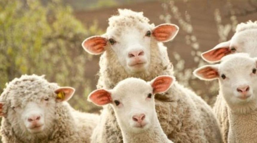 2022 KURBAN BAYRAMI TARİHİ! Kurban bayramı ne zaman? Kurban bayramı hangi aya denk geliyor? Kurban Bayramı tatili kaç gün?