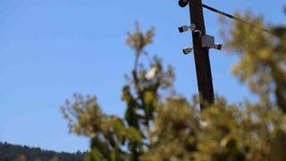 Tanesi 10 lira olan meyveyi korumak için bakın neler yapıyorlar! Silahlı nöbet bile var