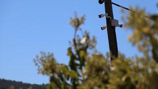 Hırsızlardan korumak için bin bir yöntem kullanılıyor! Avokadoların tanesi 10 liradan satılıyor