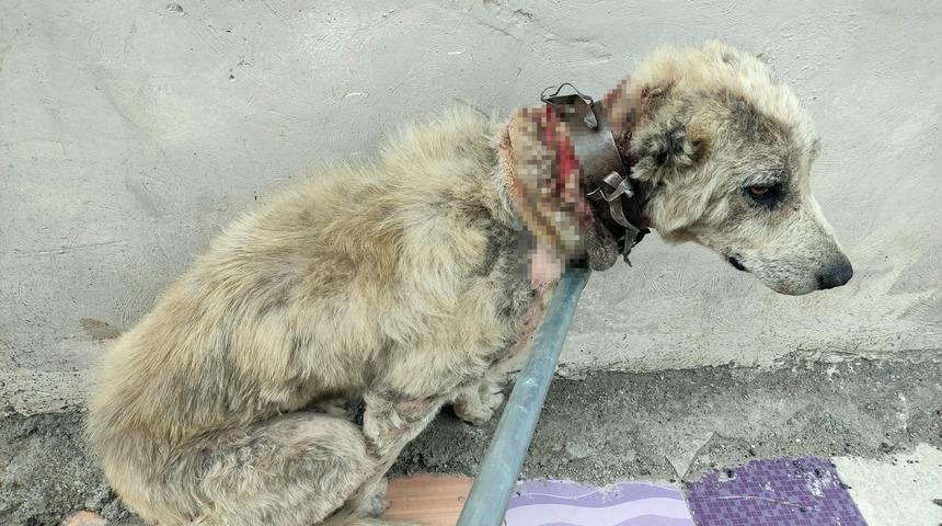 Köpeğe demir tasma ile 'işkence!' Veteriner isyan etti: İlk defa ameliyat masasına alet çantası geldi