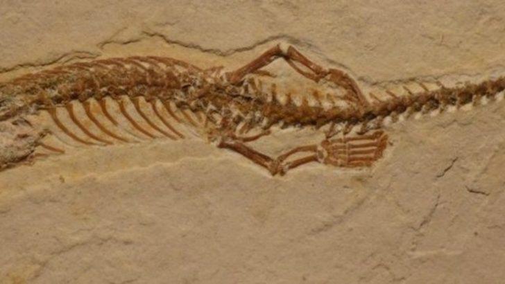 113 milyon yıllık dört bacaklı yılan fosili bulundu