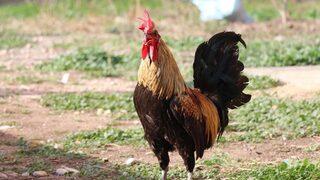 Öterken bayılan Denizli horozunun ünü dünya sınırlarına ulaşmıştı!  Üzen haberi sahibi verdi: Nazar mı göz mü değdi