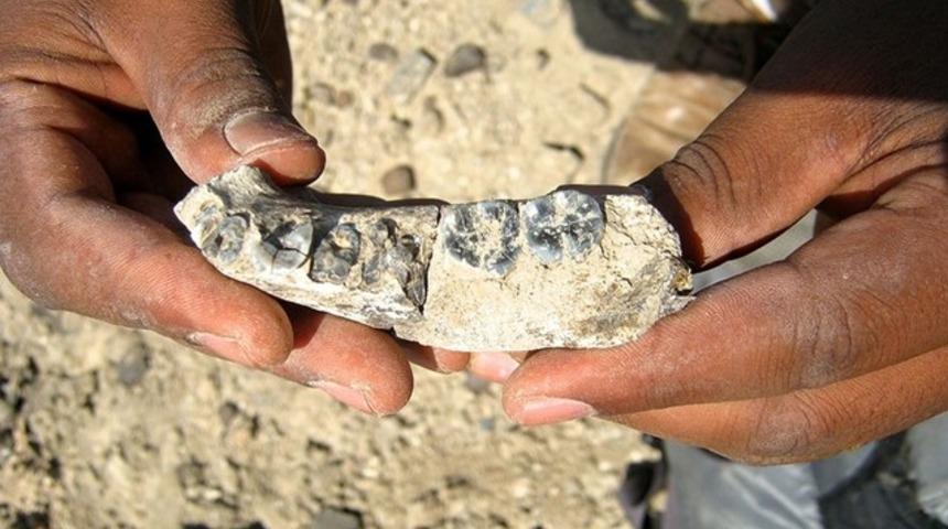 İlk insanlardan birinin &ccedil;ene kemiği bulundu