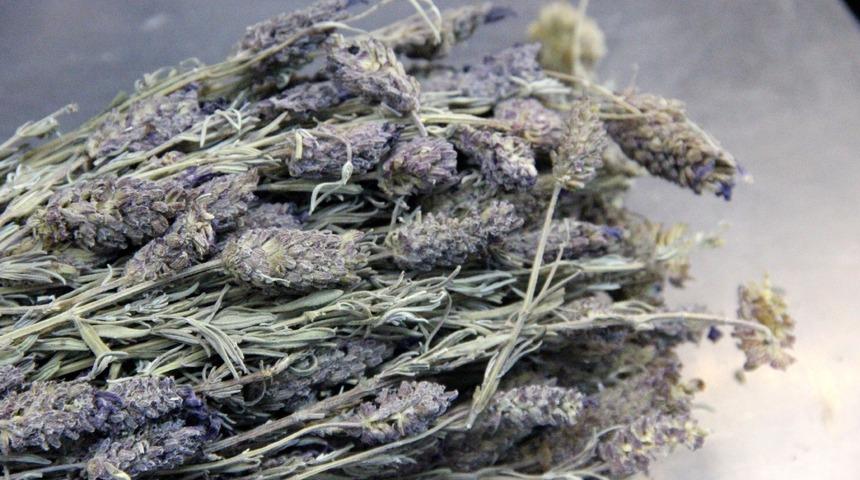 Tiryakilerin işini kolaylaştırıyor! Sigaradan uzaklaştıran ot