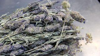 Tiryakilerin işini kolaylaştırıyor! Sigaradan uzaklaştıran ot